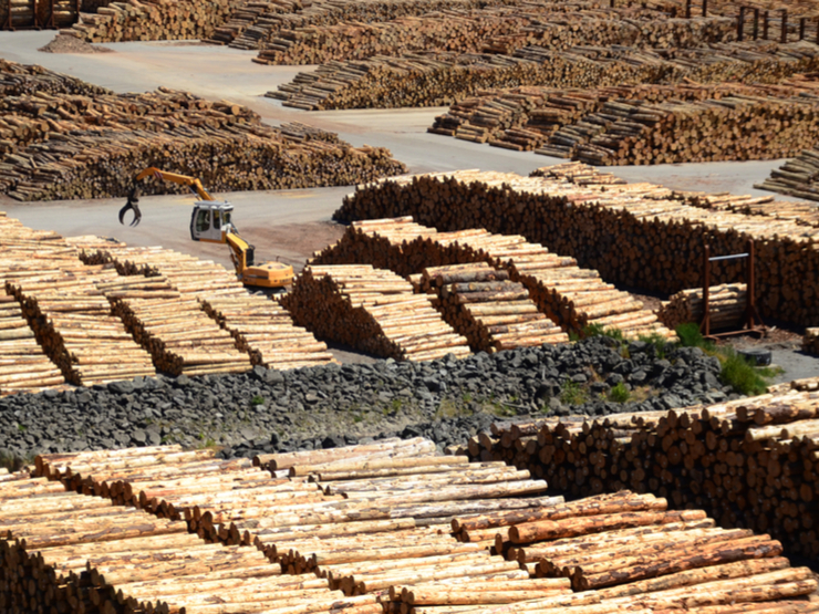 New Zealand's Trees Fill China's Mills, While U.S. Lumber is Slumps